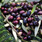 15 EUROPEAN OLIVE TREE Olea Europaea Edible Common Green Black Fruit Seeds