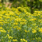 50 YELLOW RUE Herb of Grace Common Ruta Graveolens Fragrant Evergreen Flower Seeds
