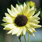 25 ITALIAN WHITE SUNFLOWER Helianthus Debilis Flower Seeds