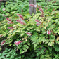 10 DOLL'S EYES Flower White Baneberry Cohosh Actaea Pachypoda Alba Seeds