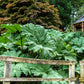 10 GUNNERA MANICATA 6' Leaves! Giant Rhubarb Dinosaur Plant Moist Shade Red Flower Seeds