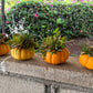20 JACK Be LITTLE PUMPKIN Miniature Vegetable Cucurbita Pepo Seeds