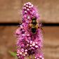 50 Pink STEEPLEBUSH Hardhack Meadow Sweet Spirea Spiraea Tomentosa Shrub Flower Seeds