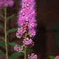50 Pink STEEPLEBUSH Hardhack Meadow Sweet Spirea Spiraea Tomentosa Shrub Flower Seeds