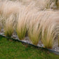 25 MEXICAN FEATHER GRASS Pony Tails Ornamental Stipa Tenuissima Nassella Seeds Wind Whisp