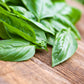 200 MOZZARELLA BASIL Sweet Italian Heirloom Ocimum Basilicum Herb Flower Seeds