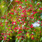 25 EUROPEAN SPINDLE TREE Euonymus Europaeus Spindletree Pink & Orange Flower Shrub Seeds