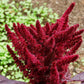 200 AMARANTHUS MOLTEN FIRE Amaranthus Gangeticus Flower Seeds