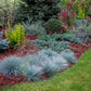 100 BLUE Sheeps FESCUE GRASS Festuca Ovina Glauca Cinerea Seeds