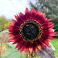 100 AUTUMN BEAUTY SUNFLOWER Helianthus Annuus Flower Seeds