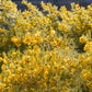 50 Yellow FEATHERY Silver CASSIA Green Senna Artemisioides Seeds