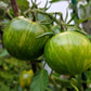 50 GREEN ZEBRA TOMATO Striped Lycopersicon Fruit Vegetable Seeds