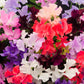 60 Mixed Colors SWEET PEA ROYAL Family Mix Lathyrus Odoratus Flower Vine Seeds