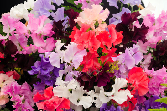 60 Mixed Colors SWEET PEA ROYAL Family Mix Lathyrus Odoratus Flower Vine Seeds