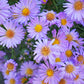 50 Blue RICE BUTTON ASTER Dumosus Flower Seeds