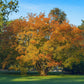 25 SIBERIAN MAPLE TREE Acer Ginnala Seeds - Red Fall Foliage