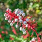 10 DOLL'S EYES Flower White Baneberry Cohosh Actaea Pachypoda Alba Seeds
