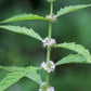 20 WATER HOREHOUND Lycopus Americanus American Bugleweed Herb Flower Seeds