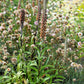 20 MILK CHOCOLATE FOXGLOVE Spanish Digitalis Parviflora Red Brown Flower Seeds