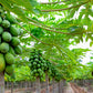 30 PAPAYA MELON Fruit TREE Carica Papaya Seeds