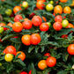 25 JERUSALEM CHERRY Madeira Winter Solanum Pseudocapsicum Flower Seeds