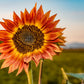 100 Mixed EVENING COLORS SUNFLOWER Helianthus Annuus Orange Red Gold Flower Seeds