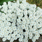 2000 Fairy DWARF MIX CANDYTUFT Iberis Umbellata Flower Seeds