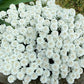 1000 WHITE EMPRESS CANDYTUFT Iberis Amara Groundcover Flower Seeds