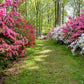 25 MIXED COLORS AZALEA Rhododendron spp. Red, Pink, Purple, White Flower Shade Bush Shrub Seeds