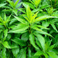 20 HEMP AGRIMONY Eupatorium Cannabinum Raspberries & Cream Flower Seeds
