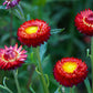 100 Red FIRE BALL STRAWFLOWER Xerochrysum Bracteatum Helichrysum Monstrosum Flower Seeds