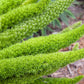 10 EMERALD ASPARAGUS FERN A. Densiflorus Mazeppa Houseplant Flower Seeds