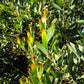 20 AUSTRALIAN BLACKWOOD TREE Black Acacia Melanoxylon Wattle Yellow Flower Seeds