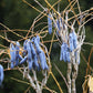 7 BLUE SAUSAGE FRUIT Edible & Ornamental Decaisnea Fargesii Tree Shrub Seeds