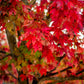 25 Scarlet CAROLINA RED MAPLE Tree Acer Rubrum Seeds