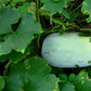 20 WAX GOURD Winter Melon White Ash Benincasa Hispida Vegetable Seeds