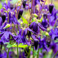 100 PURPLE COLUMBINE Aquilegia Vulgaris Flower Seeds