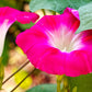 50 SCARLET O'Hara MORNING GLORY Red Ipomoea Nil Flower Vine Seeds