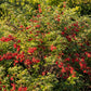 100 RED ELDERBERRY Sambucus Racemosa Scarlet Mountain Elder Bunchberry Tree Shrub Fruit Berry Seeds