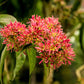 20 SEVEN SON Shrub Tree Heptacodium Miconioides White Red Flower Seeds