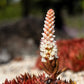50 ROCK PINE Orostachys Japonica Multicolored Succulent Pink Flower Houseplant Seeds