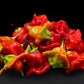 50 Ubatuba CAMBUCI PEPPER Red Brazilian Capsicum Baccatum Vegetable Seeds