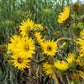 10 Yellow COMPASS PLANT Silphium Laciniatum Prairie Compassplant 4" Flower Seeds