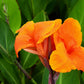 5 ORANGE CANNA LILY Indian Shot Arrowroot Canna Indica Flower Seeds