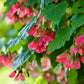 20 Tatarian FLAME MAPLE TREE Red Acer Tataricum Seeds