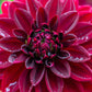 50 EARLY BIRD DAHLIA Mixed Colors Flower Seeds