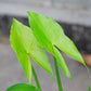 500 White Broadleaf ARROWHEAD Sagittaria Latifolia POND WETLAND Flower Seeds