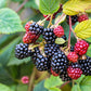 100 BLACKBERRY Fruit Bush Rubus Allegheniensis Seeds