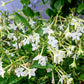 200 JASMINE AZTEC NICOTIANA (Ornamental Flowering Tobacco) Nicotiana Alata Flower Seeds