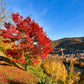 25 Scarlet CAROLINA RED MAPLE Tree Acer Rubrum Seeds